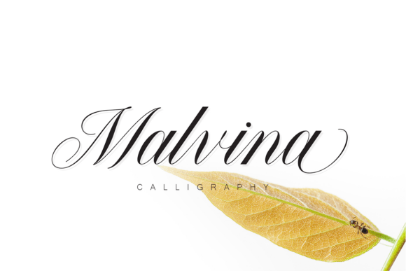 Malvina: A Typeface for Luxury & Timeless Elegance